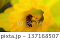 Macro photography of bees collecting nectar among bright yellow daffodils. 137168507