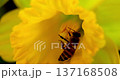 Macro photography of bees collecting nectar among bright yellow daffodils. 137168508