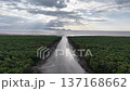 Aerial sunset shot showing mangrove forest with river channel flowing toward the ocean. 137168662