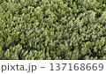Aerial view top down drone footage showing dense mangrove canopy and foliage patterns above coastal wetland. 137168669