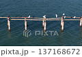 Drone white egrets perched on a derelict wooden pier over calm coastal water, mixed bird species present. 137168672
