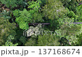 Aerial drone shot showing Labuh Banting boardwalk cutting through dense mangrove and rainforest canopy. 137168674