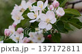 Close-up of blooming white and pink flowers on a tree branch 137172811