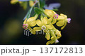 Close-up of yellow flowers on a branch with dark blurred background 137172813