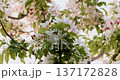 Close-up of blossoming tree branches with white flowers and green leaves 137172828