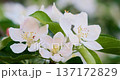 Close-up of white blossoms on a tree branch with green leaves 137172829
