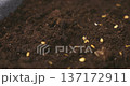Hand Planting Seeds in Soil Close Up 137172911