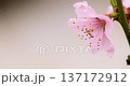 Close-up of pink flower blossom on branch with soft background 137172912