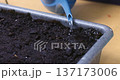 Close-up of watering soil in a rectangular container with a blue watering can 137173006