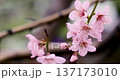 Close-up of pink cherry blossoms on a tree branch 137173010