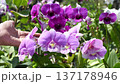 The video clip shows farmers inspecting orchid flower clusters for diseases and pests. 137178946