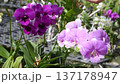 The video clip shows farmers inspecting orchid flower clusters for diseases and pests. 137178947