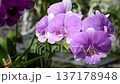 Thai Beautiful Purple and Pink Dendrobium Orchids in Tropical Garden 137178948