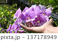 The video clip shows farmers inspecting orchid flower clusters for diseases and pests. 137178949
