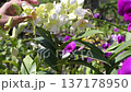 The video clip shows farmers inspecting orchid flower clusters for diseases and pests. 137178950