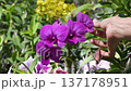 The video clip shows farmers inspecting orchid flower clusters for diseases and pests. 137178951