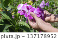 The video clip shows farmers inspecting orchid flower clusters for diseases and pests. 137178952