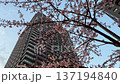 Skyscrapers and vibrant pink Angyo cherry blossoms in Kawaguchi City, Saitama Prefecture 137194840