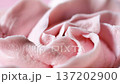 Observe the intricate details of a pink rose as the camera captures its soft petals and delicate structure. This close-up highlights the natural beauty of the flower 137202900