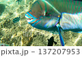 Irabucha and tropical fish swimming in the tropical sea. Snorkeling underwater video in Okinawa. 137207953