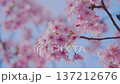 Full-blooming branches of Kawazu cherry blossoms in Izu | Bright pink early-blooming cherry blossoms shining against the blue sky and spring sunlight 137212676
