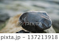 Serene Wet Stone With Gentle Rain. Peaceful Nature Details With Rippling Raindrops And Reflections 137213918