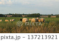 A group of peaceful sheep is grazing leisurely in a scenic and picturesque meadow area 137213921