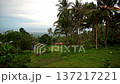 Picturesque Dense green tropical jungle, far in the background blue sea and low clouds 137217221