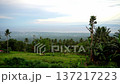Picturesque Dense green tropical jungle, far in the background blue sea and low clouds 137217223
