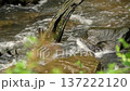 Opossum Creek in Woogaroo Forest 137222120