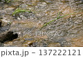 Opossum Creek in Woogaroo Forest 137222121