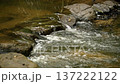 Opossum Creek in Woogaroo Forest 137222122