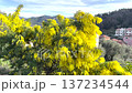 Yellow mimosa flowers bloom on tree in courtyard of house on sunny day in mountain. Traditional buildings of Italy, Liguria. Background for design. 137234544