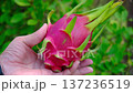 Close-up of a hand holding ripe pink dragon fruit outdoors with green foliage background, highlighting vibrant tropical color and fresh organic produce. 137236519