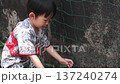 Little Thai Boy in Elephant Print Shirt Chasing a White Butterfly in a Sunlit Garden. 137240274