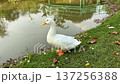 White duck shakes vigorously at pond edge spraying water from feathers against green-gray pavilion. 137256388