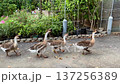 Group of gray-brown geese walks along garden asphalt path amid blooming pink bushes and potted greenery. 137256389