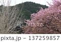 Cherry blossoms in full bloom and dead winter trees, with deep green mountains in the background 137259857