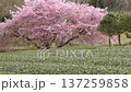 The contrast between the green tea fields and the pink cherry blossoms in full bloom 137259858