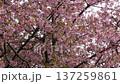 A close-up of the Izu no Odoriko cherry blossoms, which are changing from full bloom to leaves. 137259861