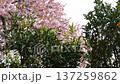 Izunoodoriko cherry blossoms in full bloom and kumquat trees bearing yellow fruit 137259862