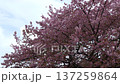 The branches of the Izunoodoriko tree and cherry blossoms in full bloom stand out against the blue sky. 137259864
