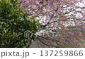 Full-bloomed Izunoodoriko cherry blossoms and ripening kumquats, with the deep green mountains in the background 137259866