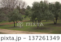Spain, Madrid, Sanchinarro, 03-03-2026: Calm olive grove with ancient trees standing on a green grass field. Tranquil rural landscape representing agriculture and nature 137261349