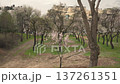 Spain, Madrid, Sanchinarro, 03-03-2026: Beautiful view of almond trees blooming with pink and white flowers in a public park during springtime, with residential buildings in the background 137261351