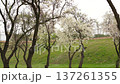 Delicate white blossoms covering almond trees in an orchard. A beautiful spring landscape with a green meadow and blooming trees 137261355