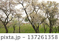 Scenic view of almond trees with white blossoms on a green hill. Beautiful natural landscape during the spring season on a cloudy day 137261358