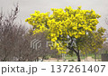 Spain, Madrid, Sanchinarro, 03-03-2026: Bright yellow mimosa tree, acacia dealbata, in full bloom during early spring. Its branches and flowers gently sway in the breeze 137261407