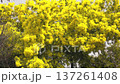 Abundant yellow flowers of a blooming mimosa tree swaying gently in a light spring breeze. Beautiful seasonal background of a flowering plant 137261408