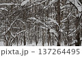 snowfall in snowy forest of city park on overcast winter day 137264495
